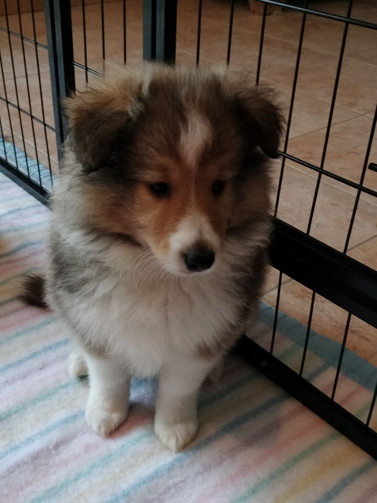 De La Treff De Locyvy - Chiots disponibles - Shetland Sheepdog